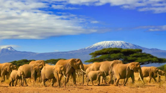 Picture of many elephants with blue sky