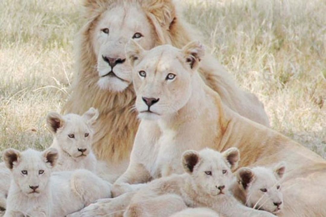 Picture of lions with their cubs