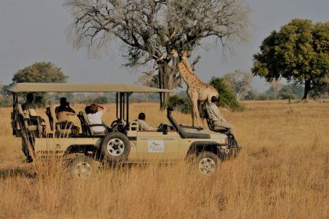 People Taking Pictures of a Giraffe in a Safari
